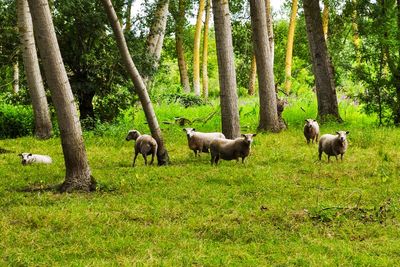 Moutons dans le marais sauvage d'arçais